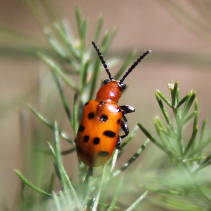 Crioceris duodecimpunctata